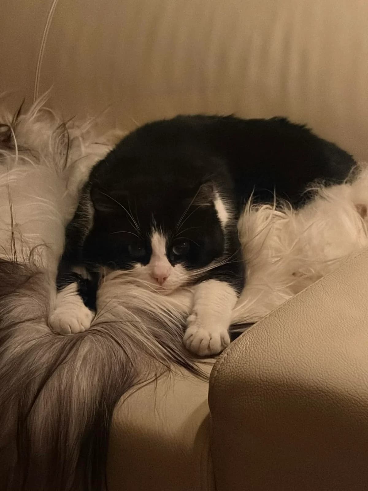 Angus, male young Mixed Breed for adoption at Hjerte for Hjemløse Katter, Trollåsen