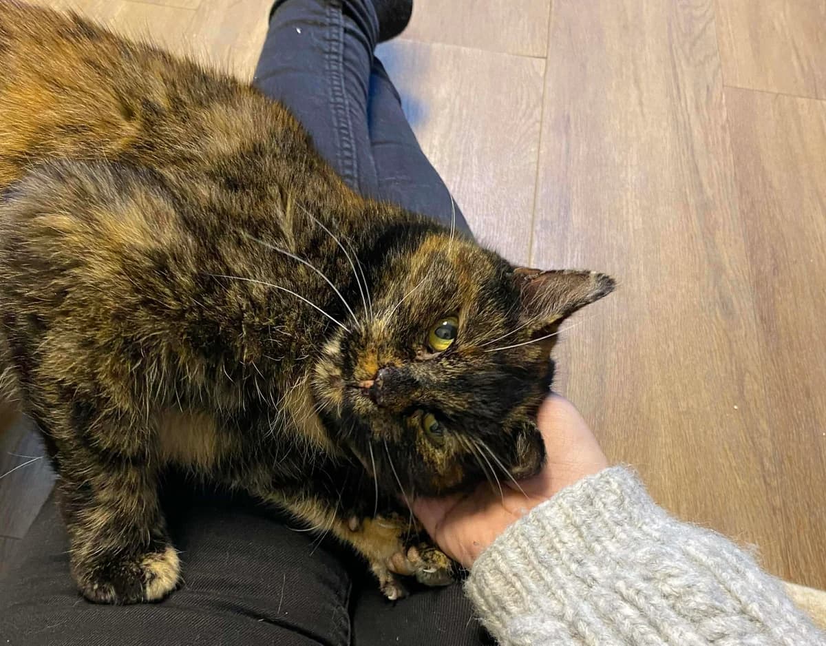 Idun, female senior Mixed Breed for adoption at Hjerte for Hjemløse Katter, Trollåsen