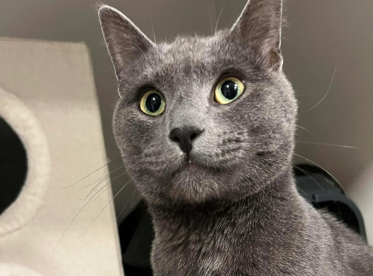 Tøfflus, male young Mixed Breed for adoption at Hjerte for Hjemløse Katter, Trollåsen