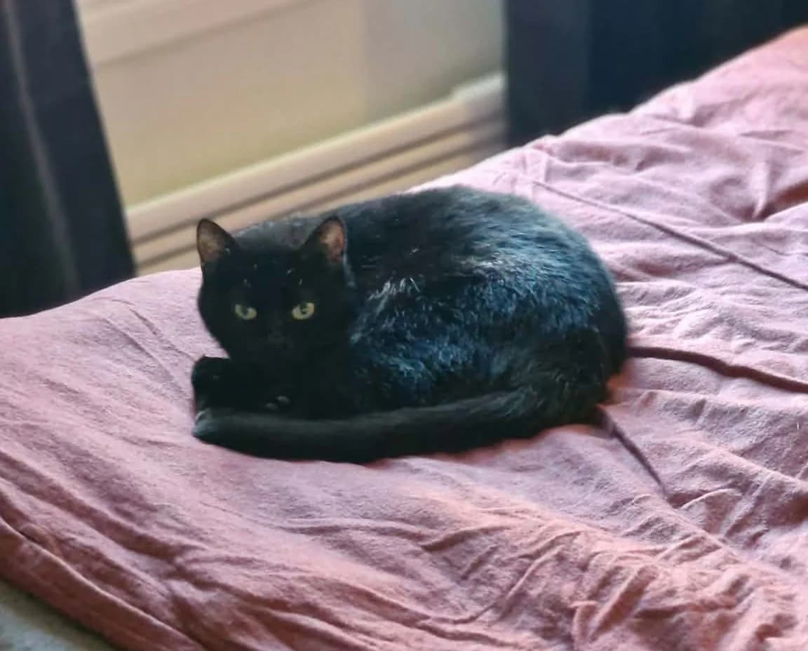 Onyx, female 4yo Mixed Breed for adoption at Hjerte for Hjemløse Katter, Trollåsen