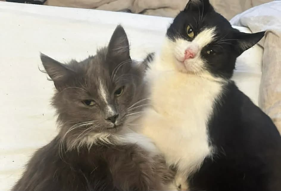 Tailor & Thread, female young Mixed Breed for adoption at Hjerte for Hjemløse Katter, Trollåsen