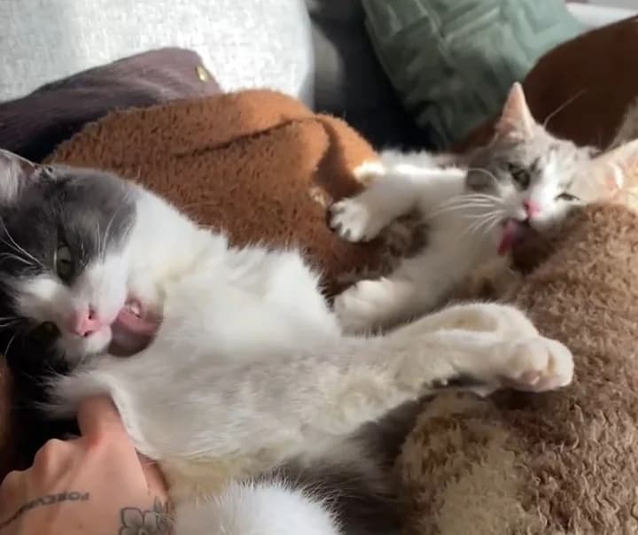 Pfaff & Scotch, female young Mixed Breed for adoption at Hjerte for Hjemløse Katter, Trollåsen