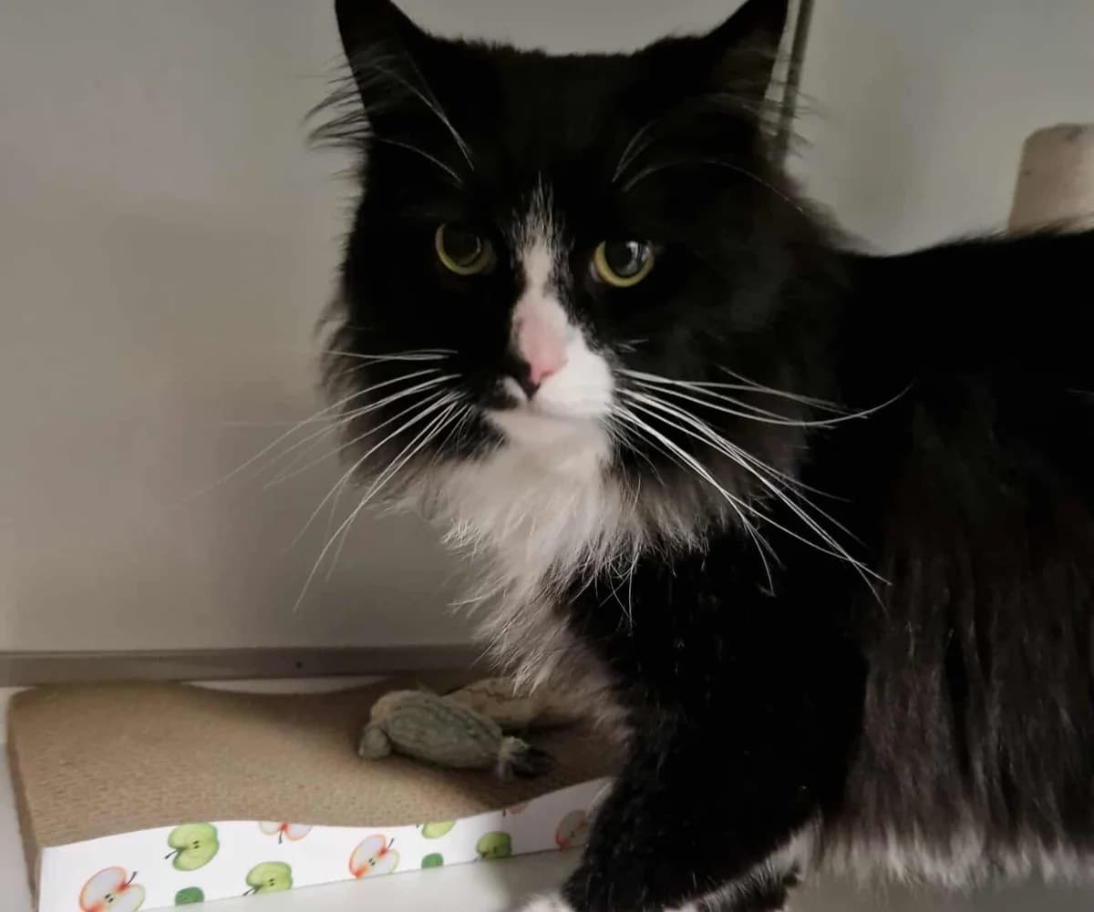 Milos, male young Mixed Breed for adoption at Hjerte for Hjemløse Katter, Trollåsen