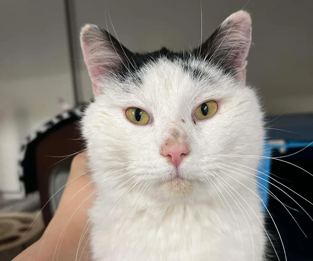 Gato, male young Mixed Breed for adoption at Hjerte for Hjemløse Katter, Trollåsen