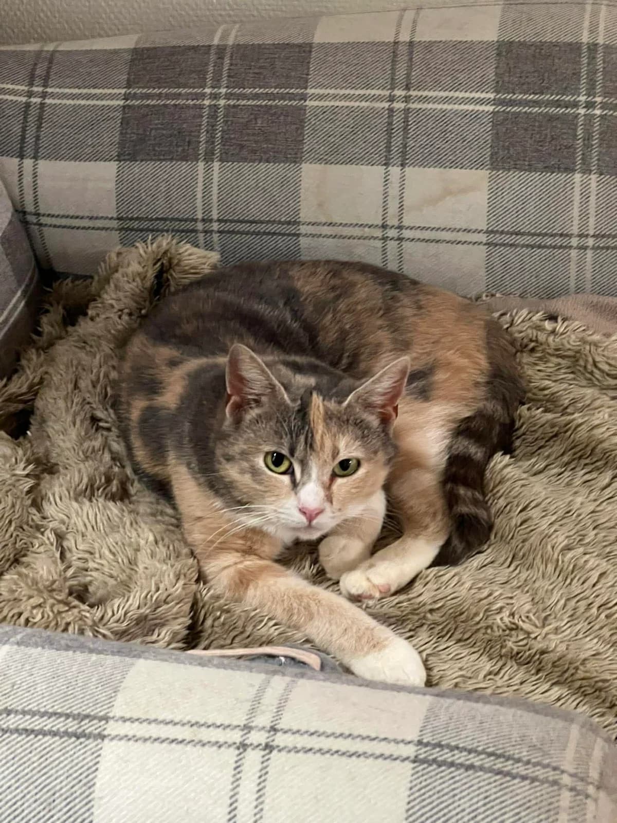 Fløyel og Tweed, female young Mixed Breed for adoption at Hjerte for Hjemløse Katter, Trollåsen