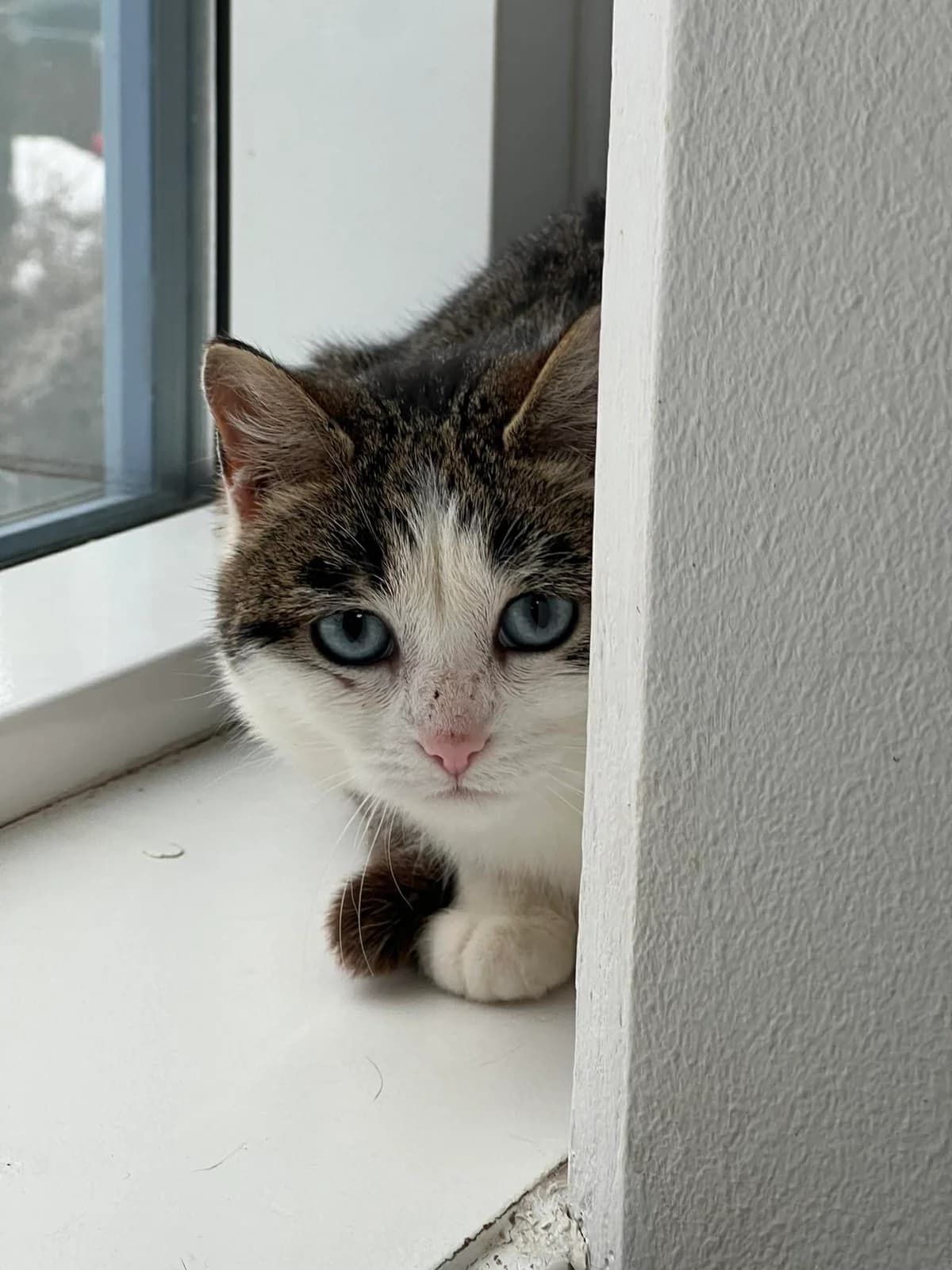 Idril, female young Mixed Breed for adoption at Hjerte for Hjemløse Katter, Trollåsen