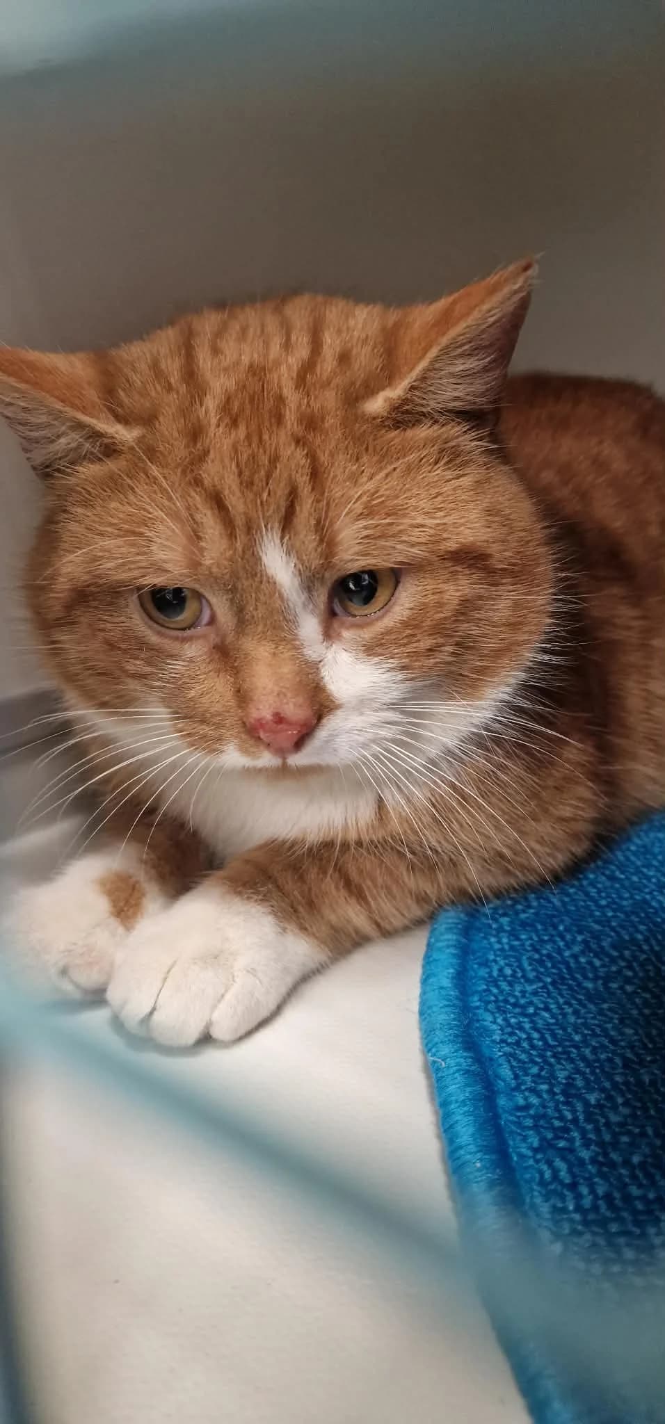 Samwise, male young Mixed Breed for adoption at Hjerte for Hjemløse Katter, Trollåsen