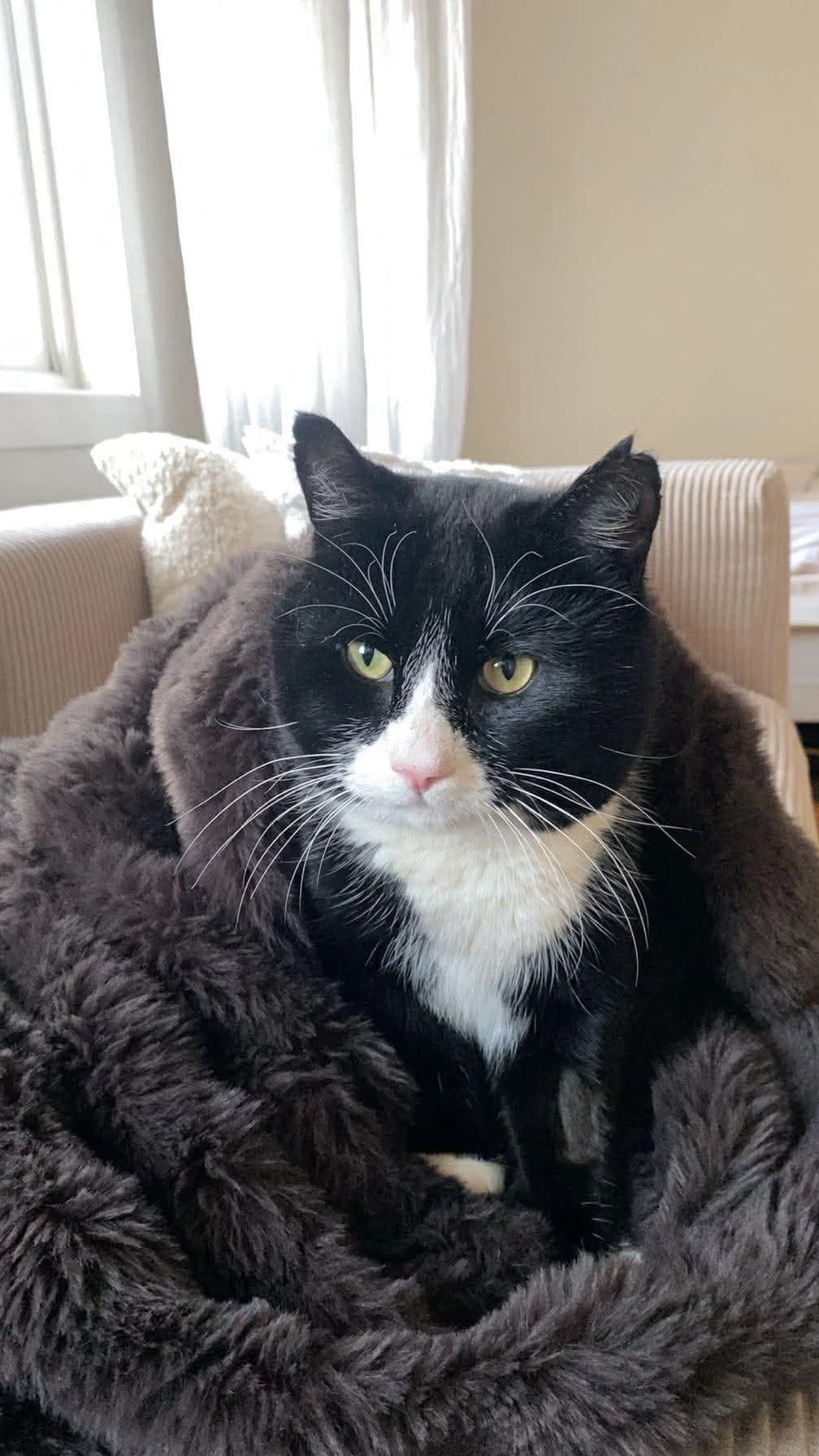 Kili, male young Mixed Breed for adoption at Hjerte for Hjemløse Katter, Trollåsen