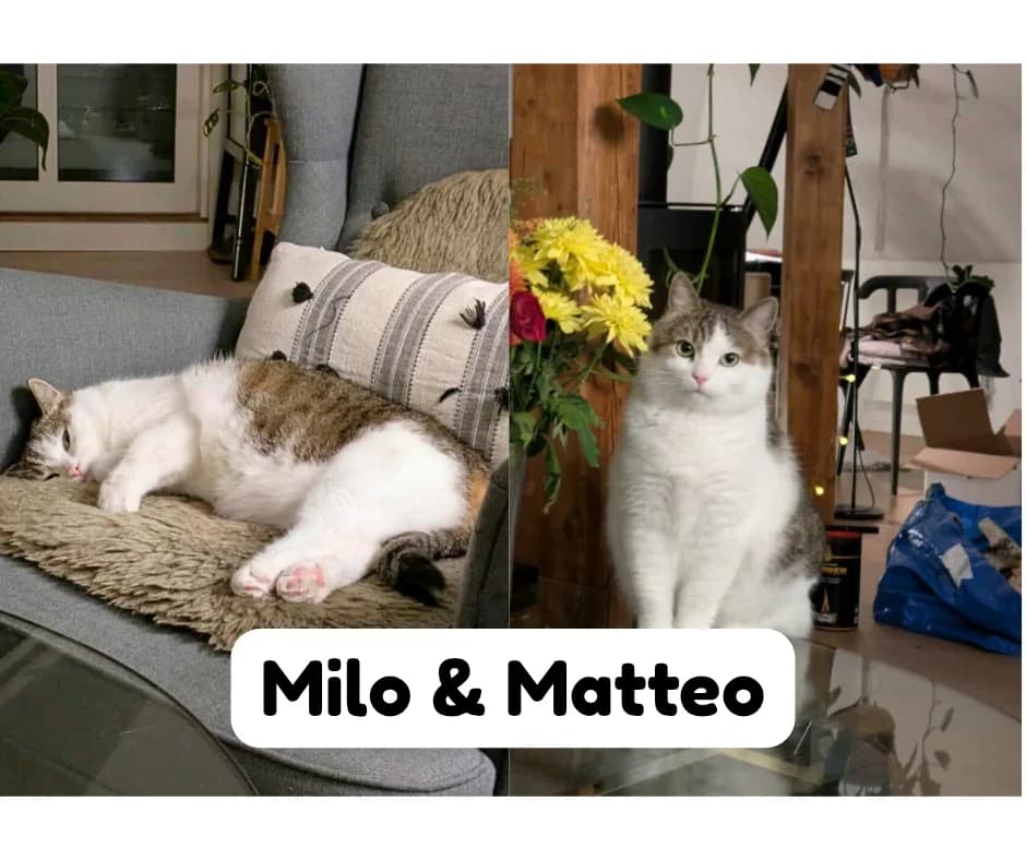 Milo og Matteo, male 6yo Mixed Breed for adoption at Hjerte for Hjemløse Katter, Trollåsen