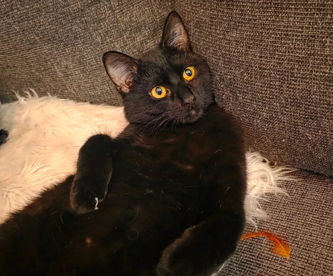 Chewie, male puppy Mixed Breed for adoption at Hjerte for Hjemløse Katter, Trollåsen