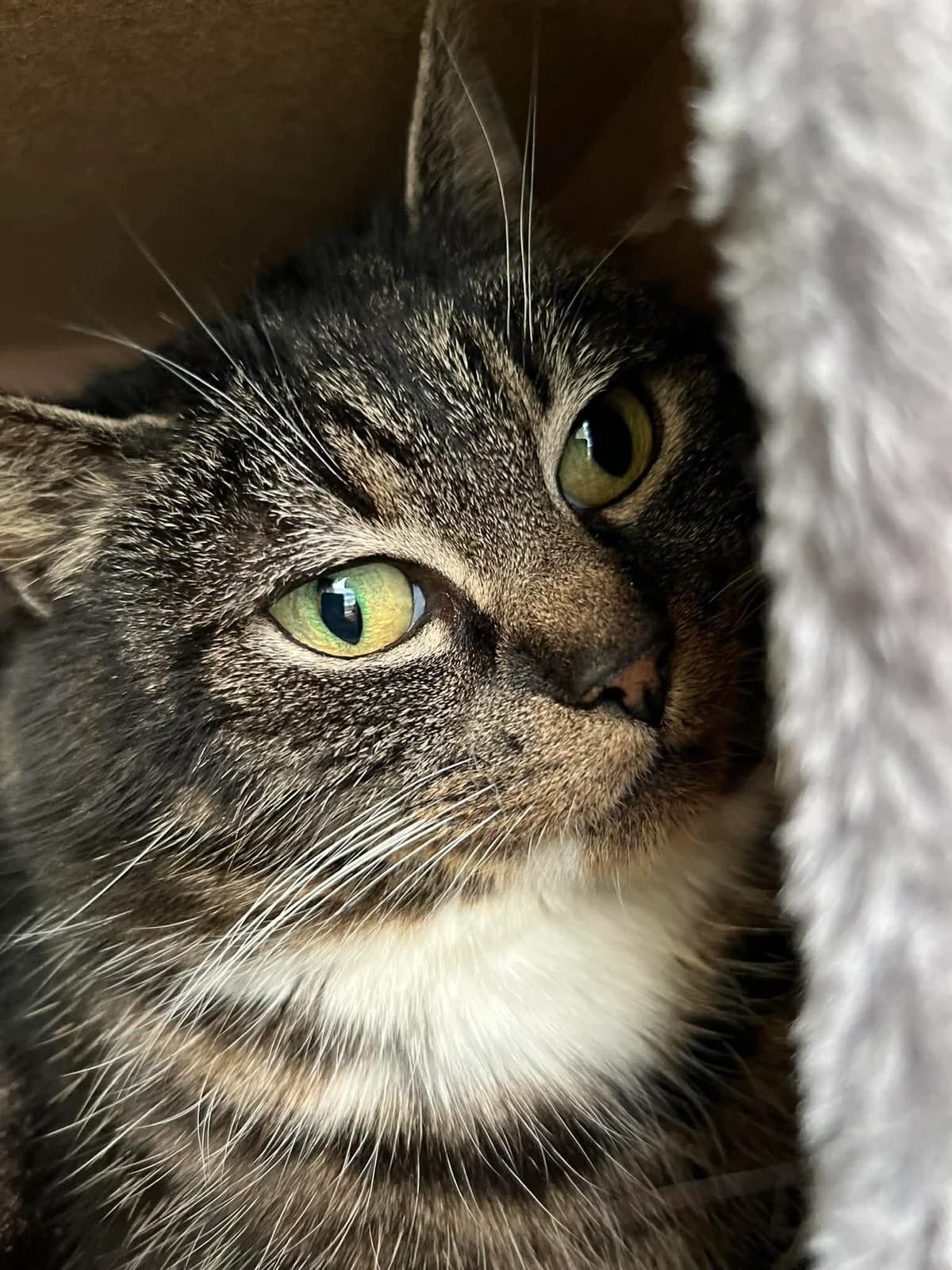 Sol, female senior Mixed Breed for adoption at Hjerte for Hjemløse Katter, Trollåsen