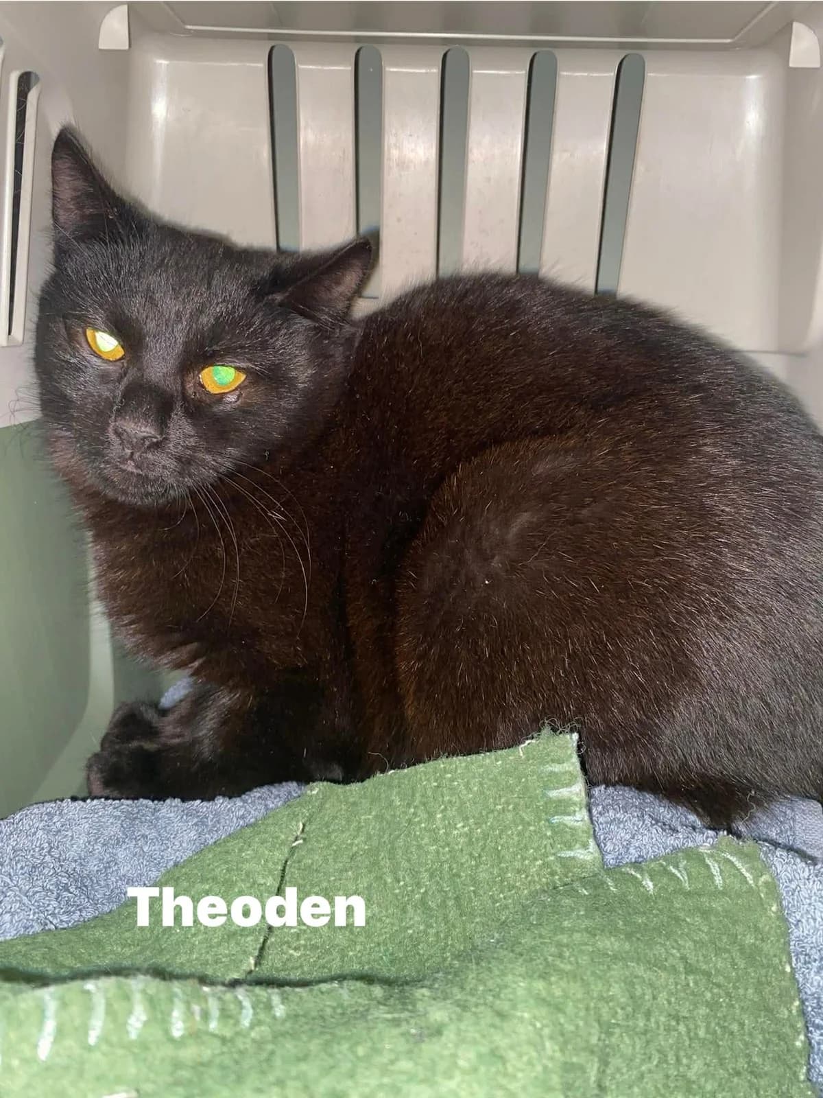 Theoden, male puppy Mixed Breed for adoption at Hjerte for Hjemløse Katter, Trollåsen