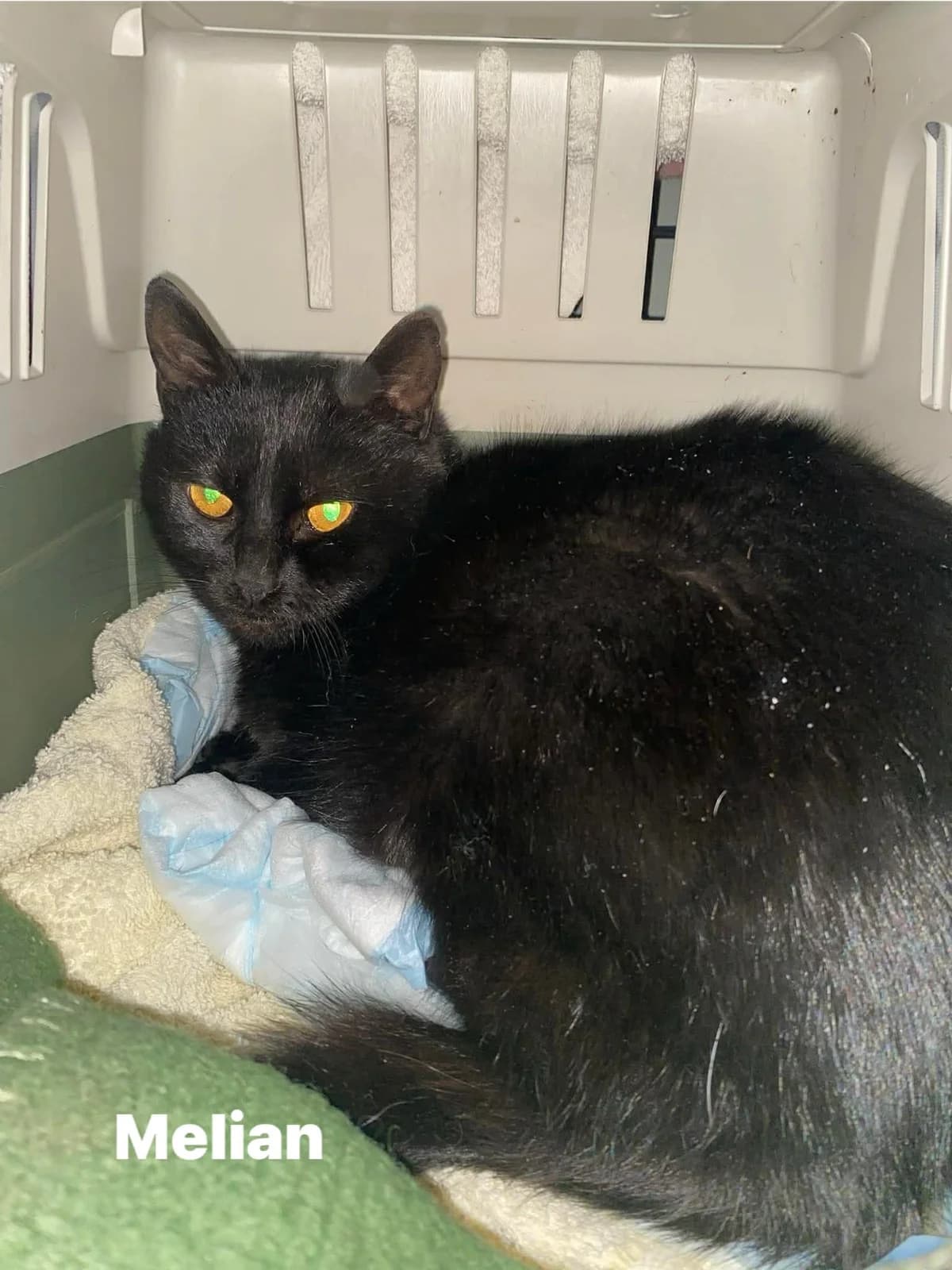 Melian, male young Mixed Breed for adoption at Hjerte for Hjemløse Katter, Trollåsen