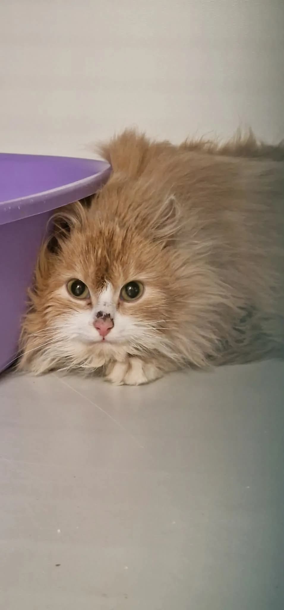 Paprika, male puppy Mixed Breed for adoption at Hjerte for Hjemløse Katter, Trollåsen