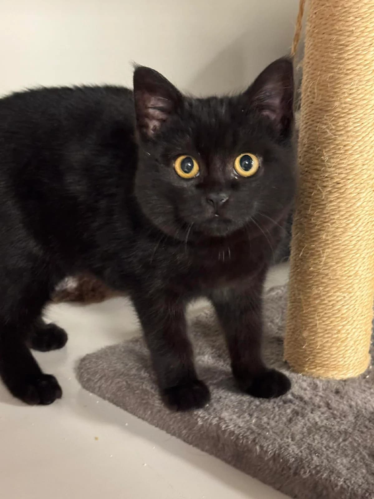 Karve, female puppy Mixed Breed for adoption at Hjerte for Hjemløse Katter, Trollåsen