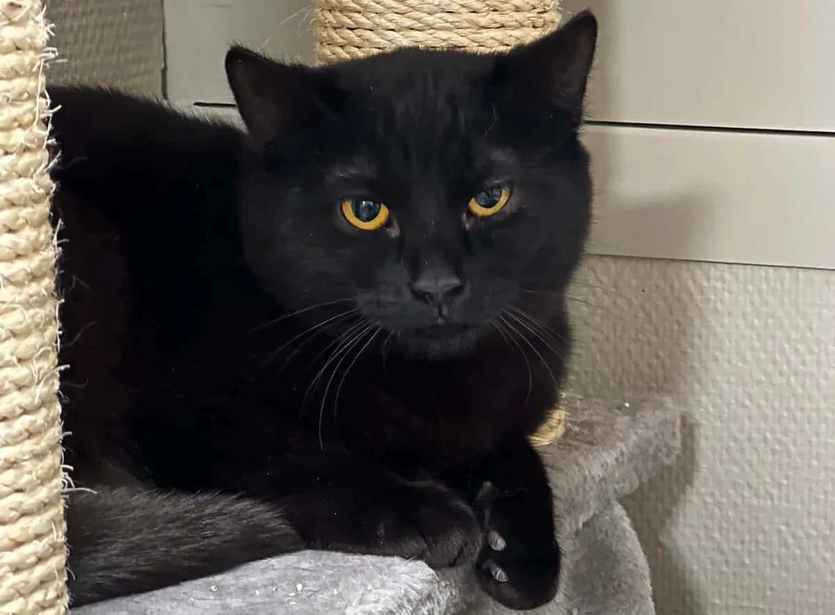 Poppy, female 3yo Mixed Breed for adoption at Hjerte for Hjemløse Katter, Trollåsen