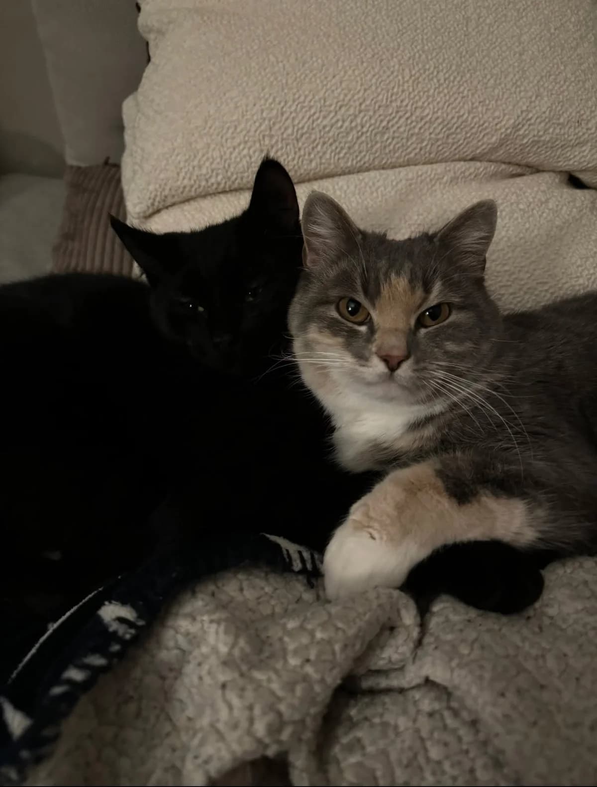 Nanna og Cinna, female 5yo Mixed Breed for adoption at Hjerte for Hjemløse Katter, Trollåsen