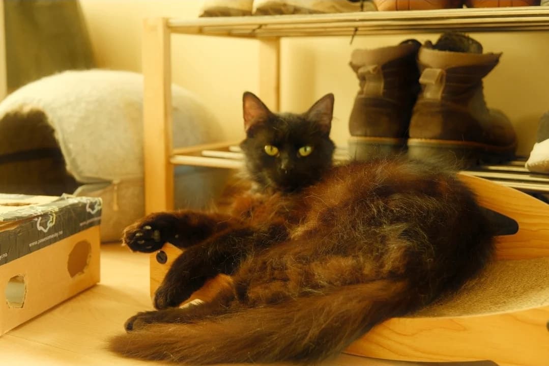 Damon, male young Mixed Breed for adoption at Hjerte for Hjemløse Katter, Trollåsen