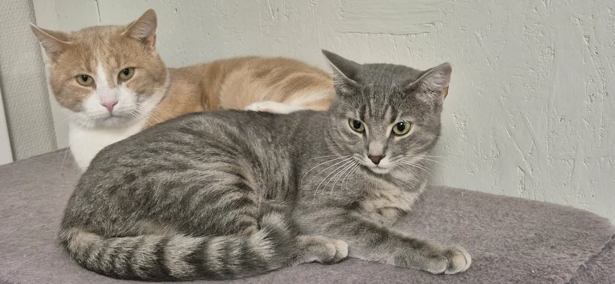 Effie, female 3yo Mixed Breed for adoption at Hjerte for Hjemløse Katter, Trollåsen