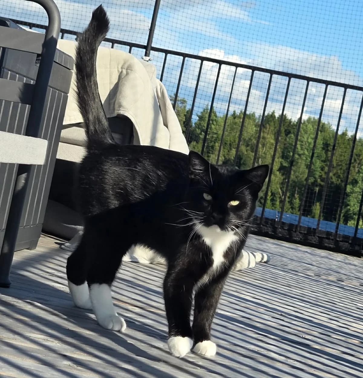 Cedrat, male 4yo Mixed Breed for adoption at Hjerte for Hjemløse Katter, Trollåsen