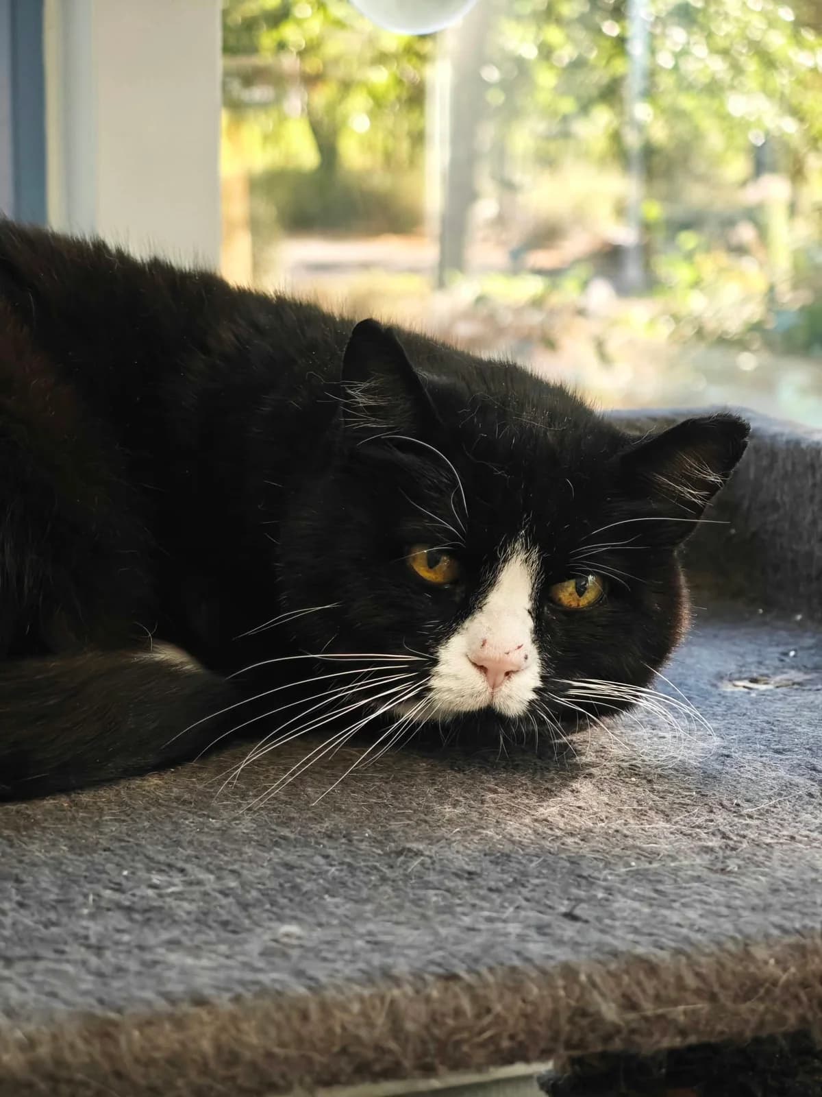 Salvie, male 6yo Mixed Breed for adoption at Hjerte for Hjemløse Katter, Trollåsen