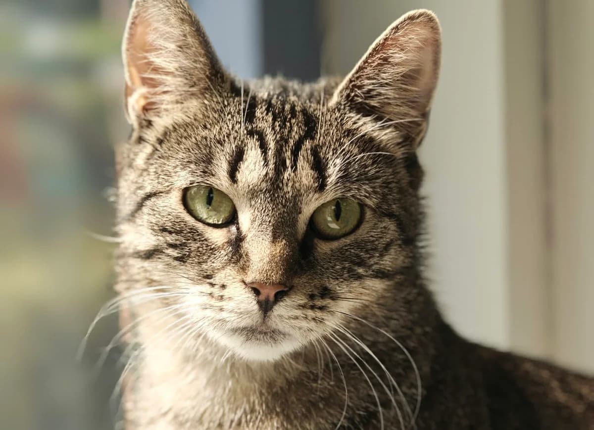 Vanilje, female 3yo Mixed Breed for adoption at Hjerte for Hjemløse Katter, Trollåsen
