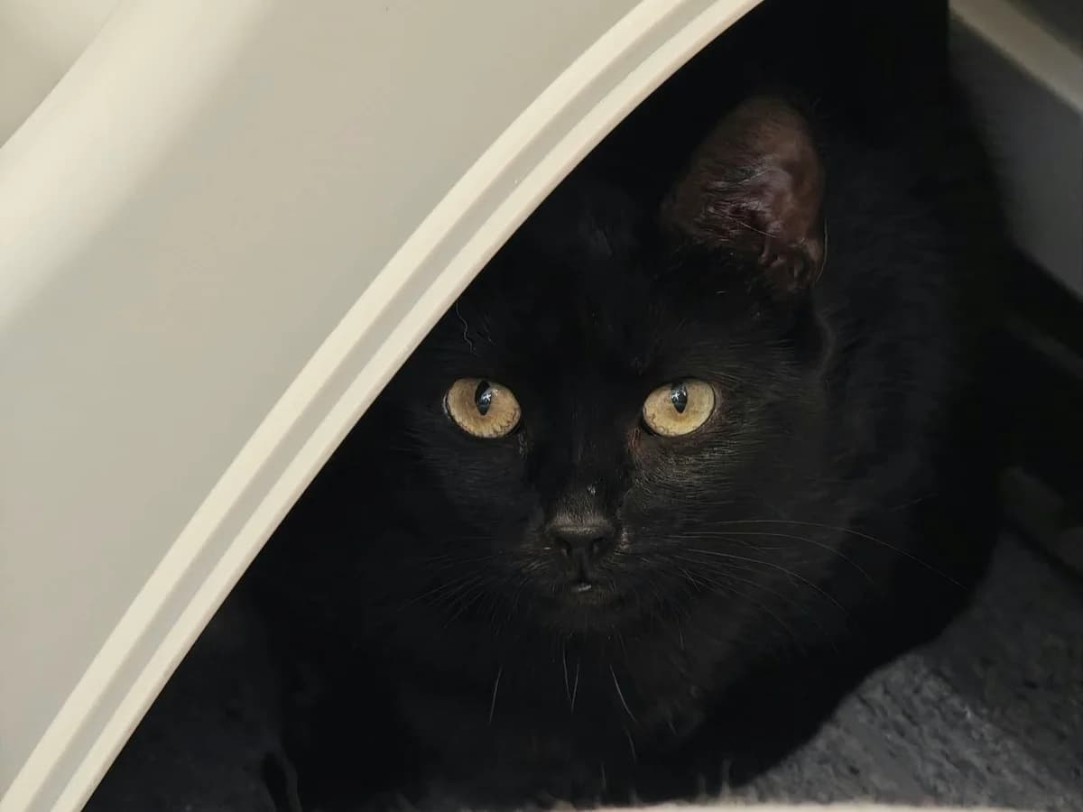 Biff, male young Mixed Breed for adoption at Hjerte for Hjemløse Katter, Trollåsen