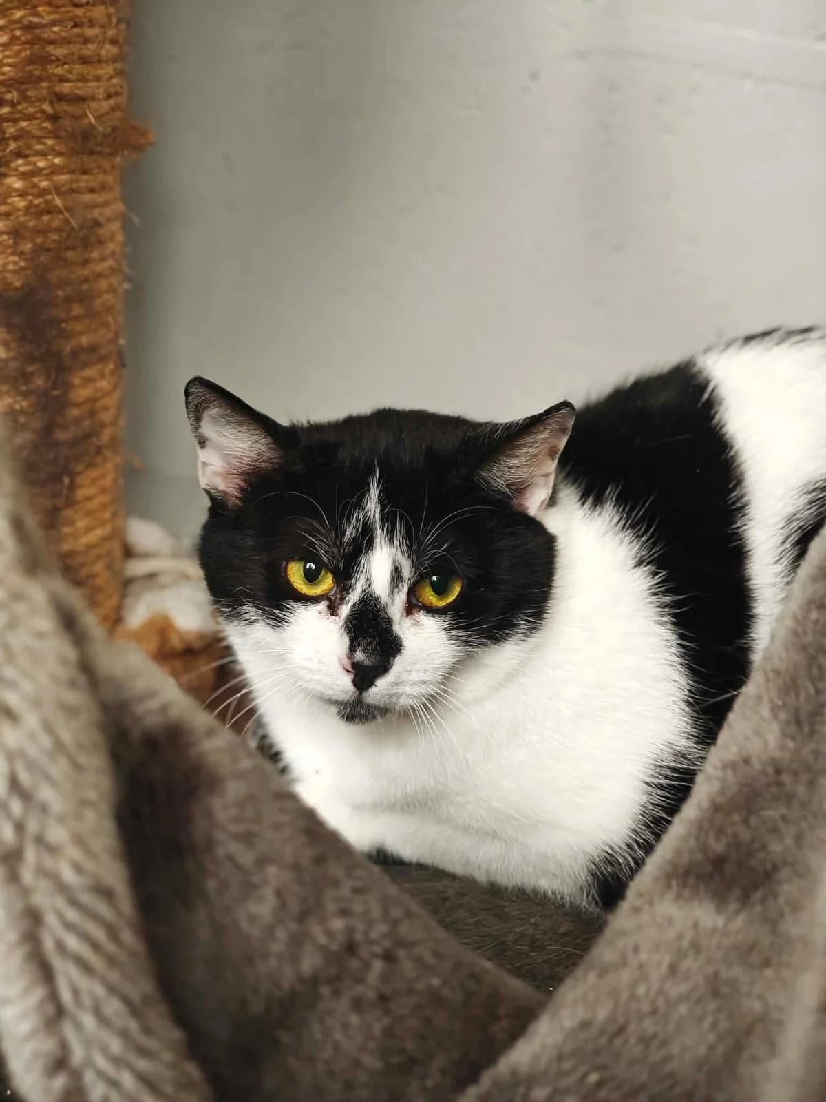 Blackberry, female 5yo Mixed Breed for adoption at Hjerte for Hjemløse Katter, Trollåsen