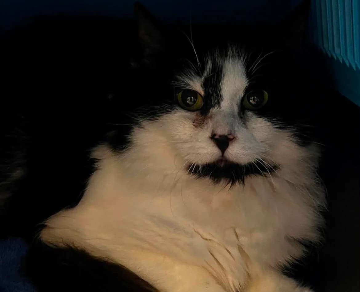 Chirimoya, female 4yo Mixed Breed for adoption at Hjerte for Hjemløse Katter, Trollåsen