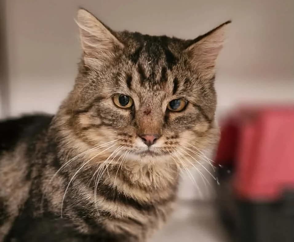 Lupin, male 4yo Mixed Breed for adoption at Hjerte for Hjemløse Katter, Trollåsen