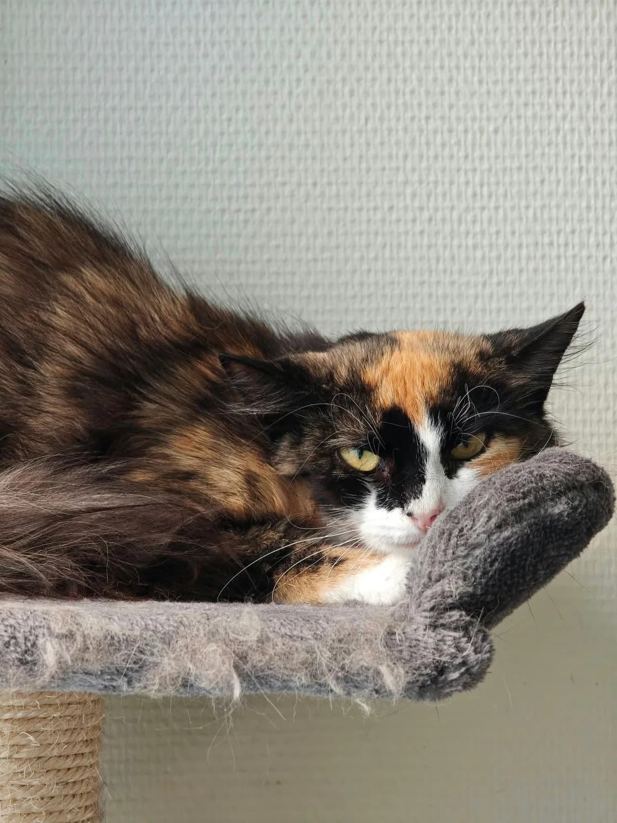 Maiblom, female young Mixed Breed for adoption at Hjerte for Hjemløse Katter, Trollåsen