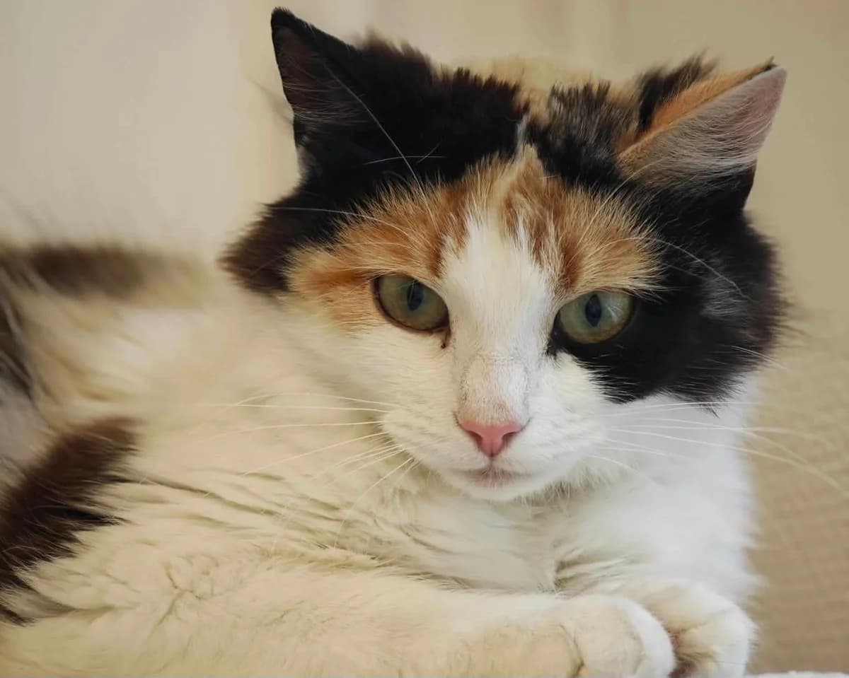 Marikåpe, female young Mixed Breed for adoption at Hjerte for Hjemløse Katter, Trollåsen