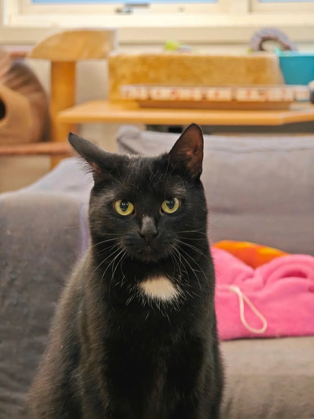 Mercedes, female young Mixed Breed for adoption at Hjerte for Hjemløse Katter, Trollåsen