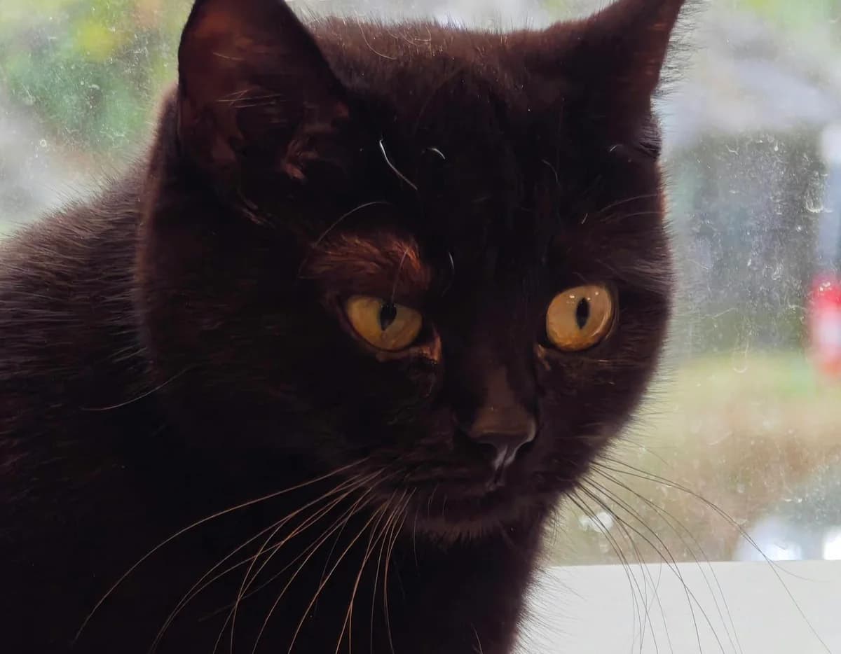 Pawpaw, female young Mixed Breed for adoption at Hjerte for Hjemløse Katter, Trollåsen