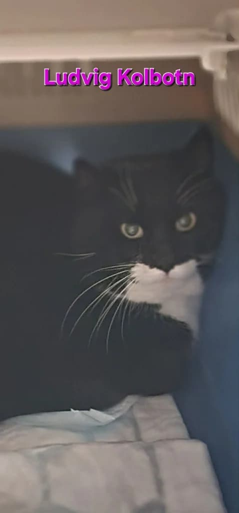 Ludvig, male 4yo Mixed Breed for adoption at Hjerte for Hjemløse Katter, Trollåsen