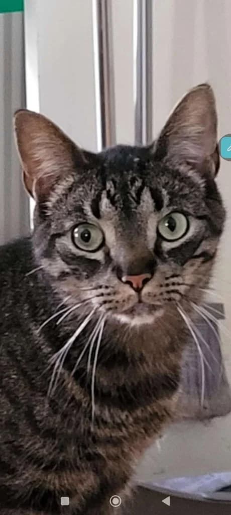 Barvin, male 4yo Mixed Breed for adoption at Hjerte for Hjemløse Katter, Trollåsen