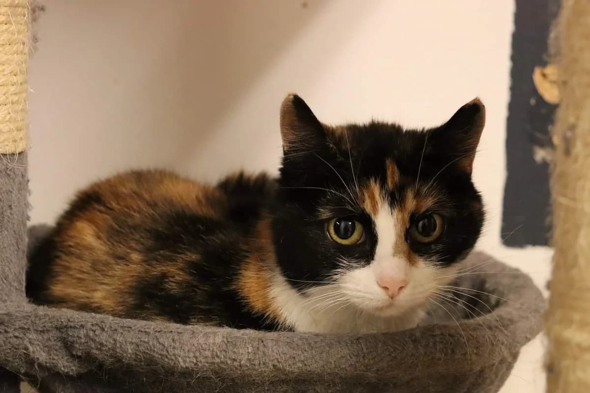 REVEENKA, female Mixed Breed for adoption at Lucas Dyrevern, Stavanger
