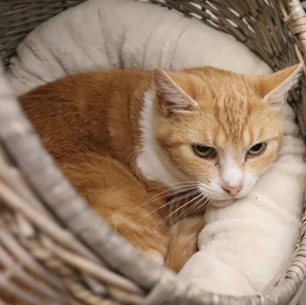 GINGER, female senior Mixed Breed for adoption at Lucas Dyrevern, Stavanger