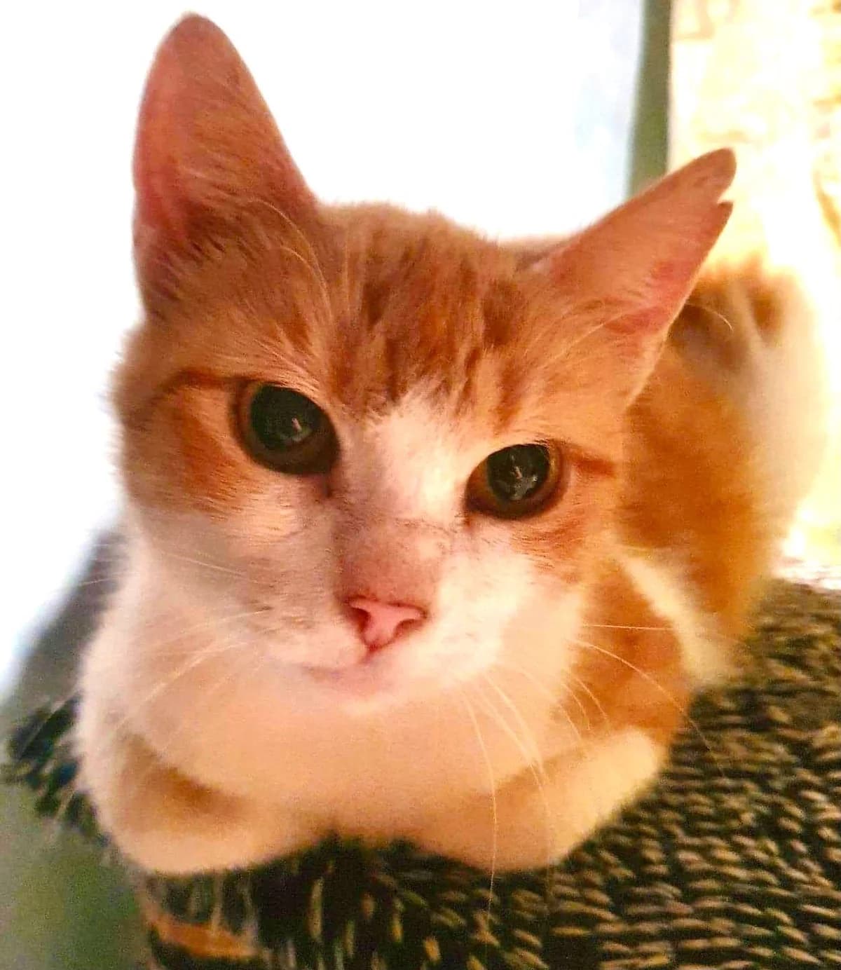 EIRA, female 7yo Mixed Breed for adoption at Lucas Dyrevern, Stavanger