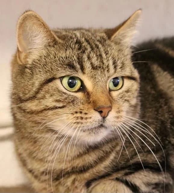 BETTINA, female senior Mixed Breed for adoption at Lucas Dyrevern, Stavanger