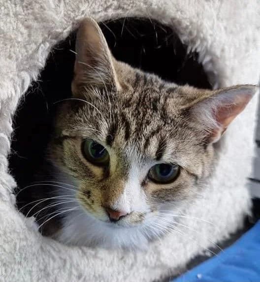 VALMUE, female Mixed Breed for adoption at Lucas Dyrevern, Stavanger