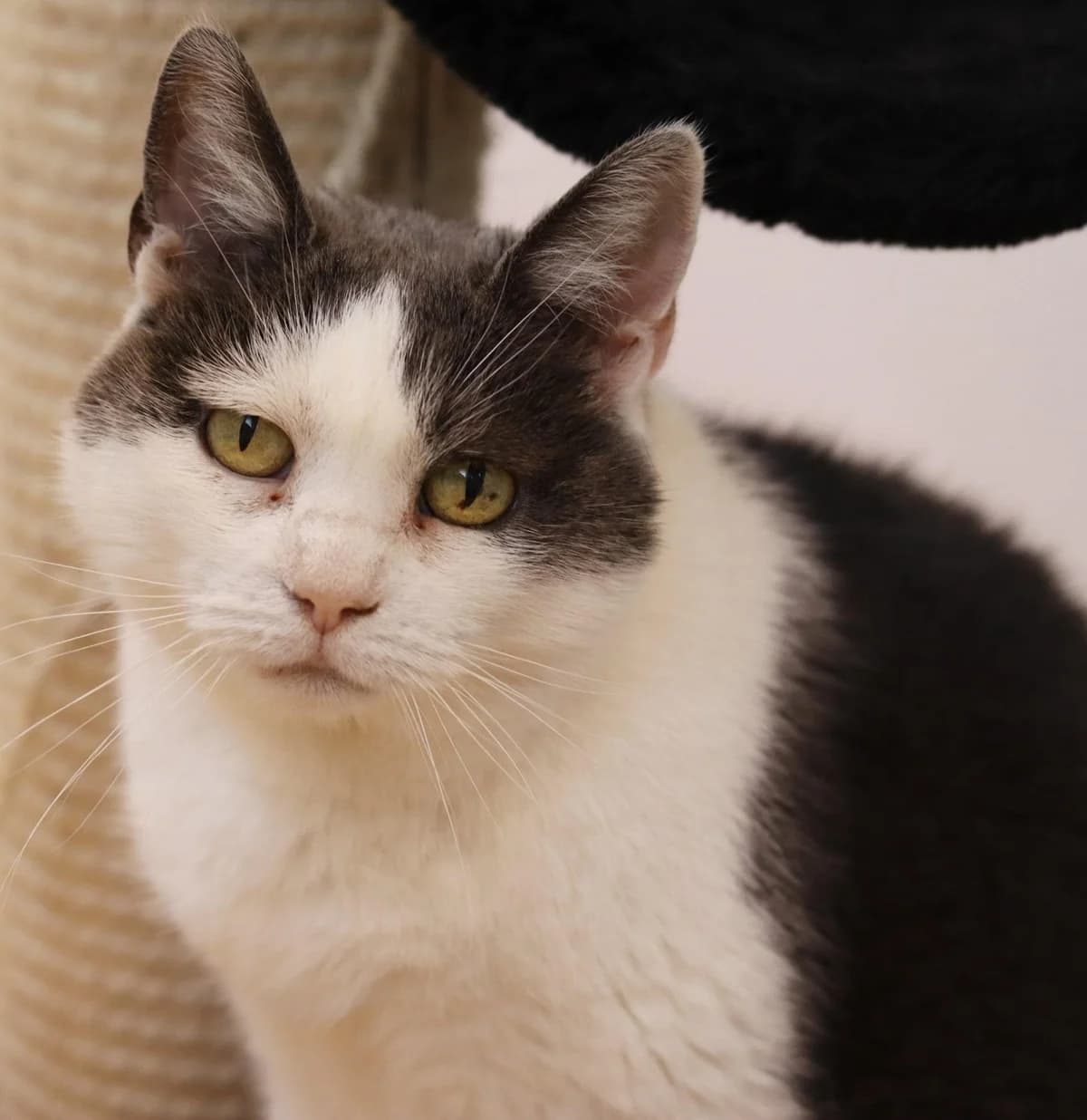 METTE, female 5yo Mixed Breed for adoption at Lucas Dyrevern, Stavanger