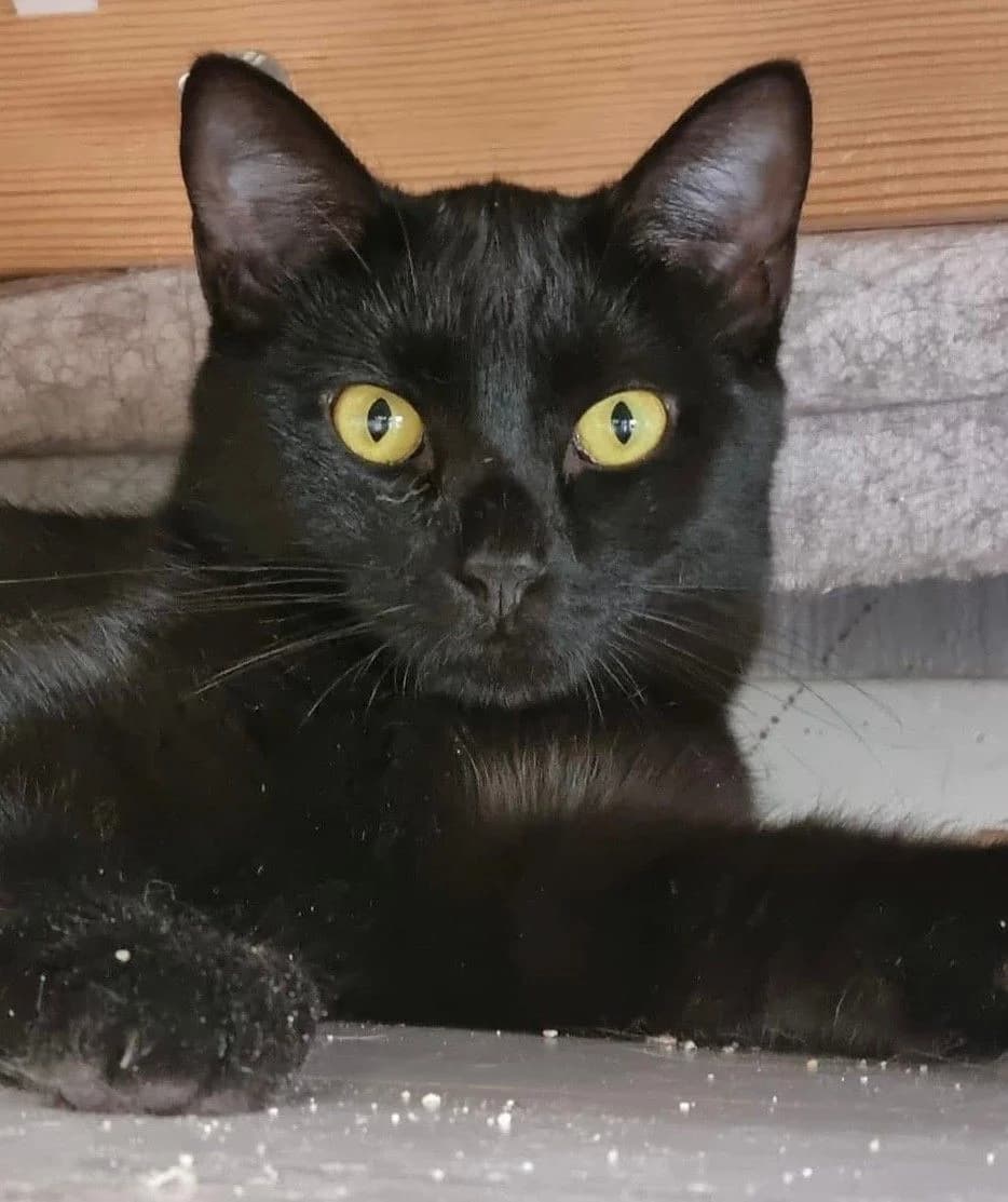 VALNØTT, male Mixed Breed for adoption at Lucas Dyrevern, Stavanger