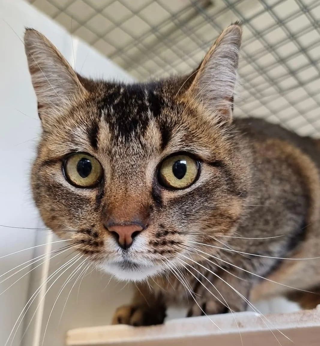MAUD, female senior Mixed Breed for adoption at Lucas Dyrevern, Stavanger