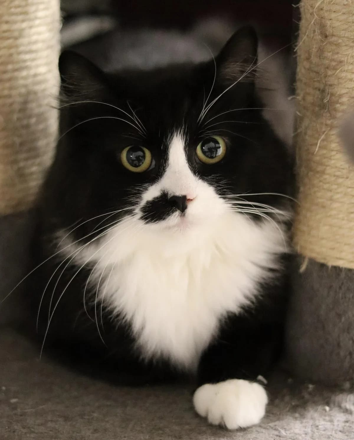 LINGUINE, female Mixed Breed for adoption at Lucas Dyrevern, Stavanger