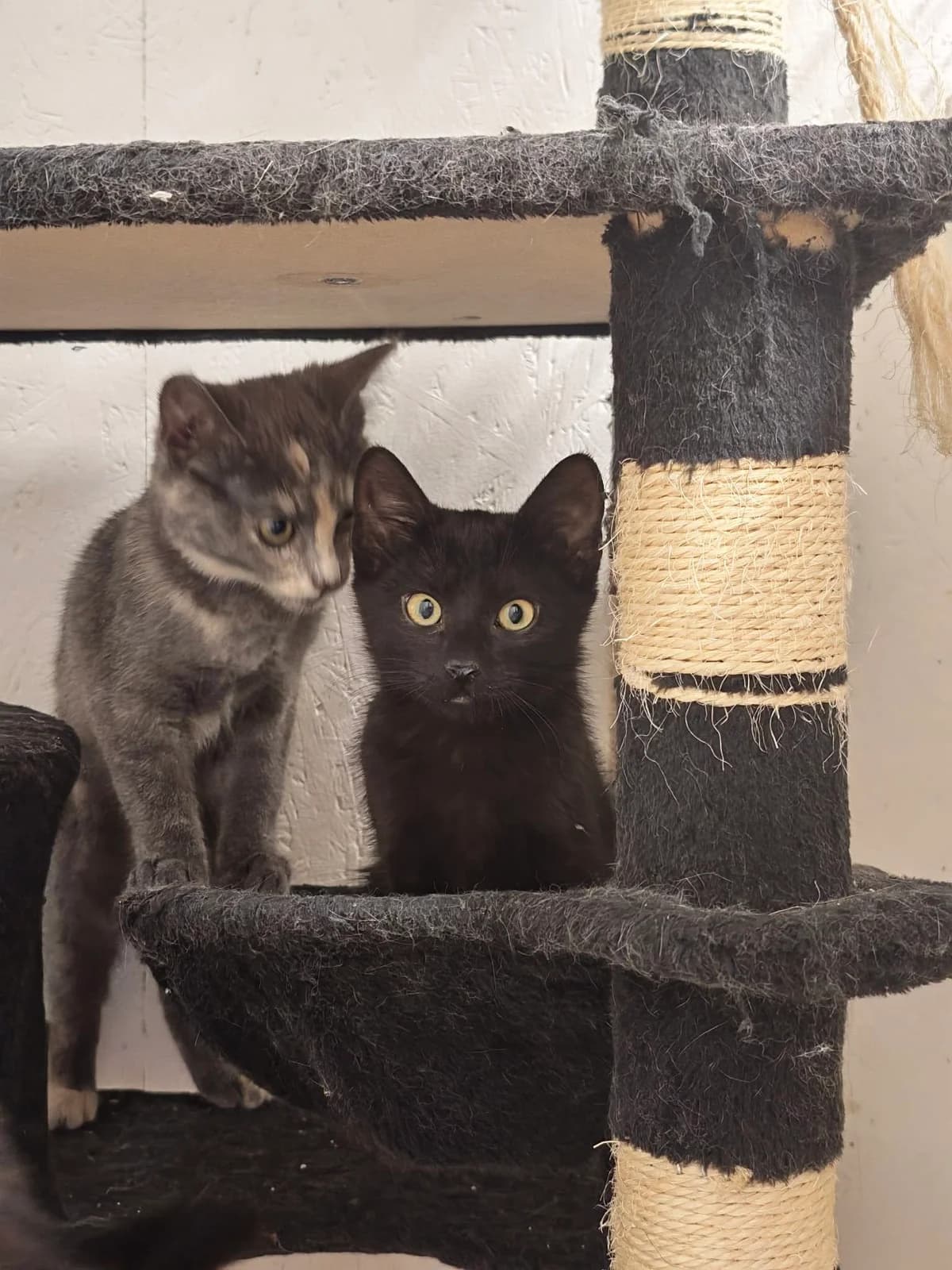 Fant, Mixed Breed for adoption at Omplasseringshjelpen for Katter, Trøgstad