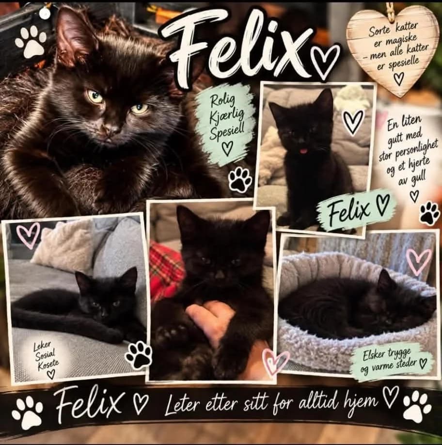 Felix, Mixed Breed for adoption at Omplasseringshjelpen for Katter, Trøgstad