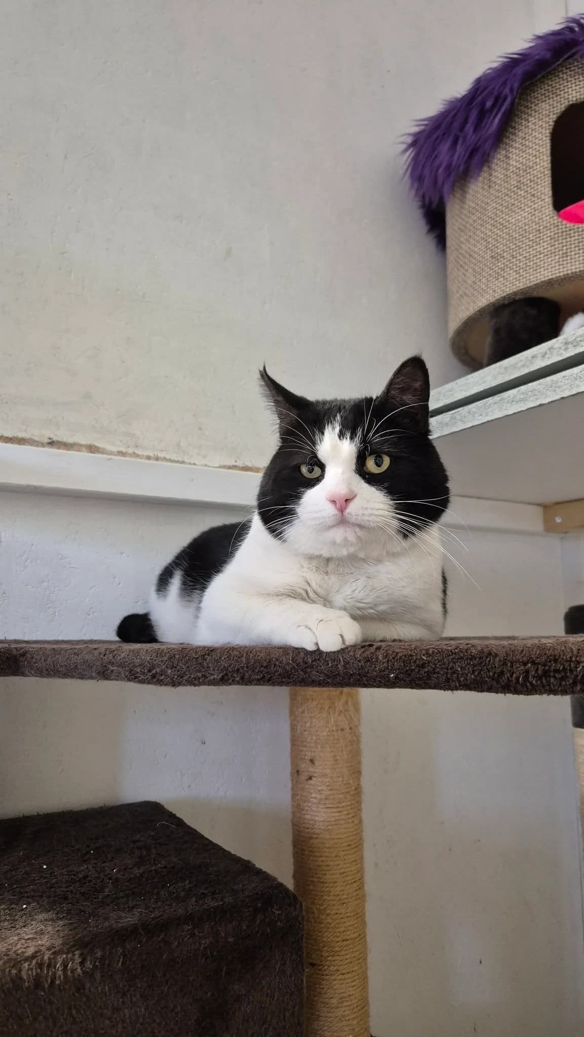 Fox, 5yo Mixed Breed for adoption at Omplasseringshjelpen for Katter, Trøgstad