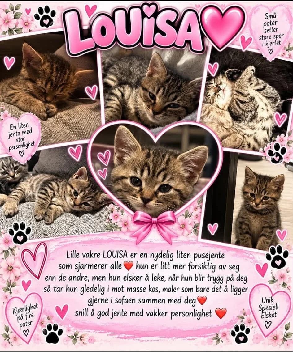 Louisa, Mixed Breed for adoption at Omplasseringshjelpen for Katter, Trøgstad