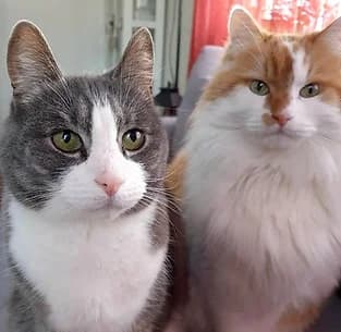 Cylus & Simbo, male Mixed Breed for adoption at Potespor i Hjerte, Trondheim